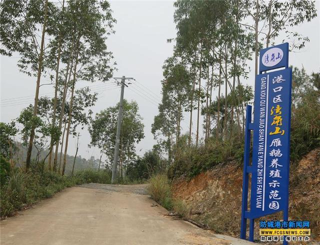 广东大鹅养殖基地_广东省养鹅基地_致富经广东养鹅基地