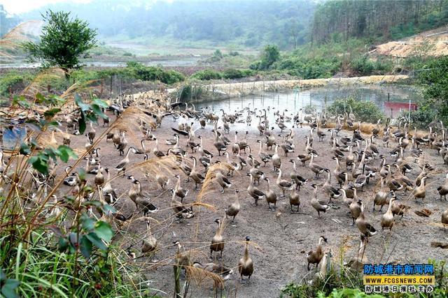 致富经广东养鹅基地_广东省养鹅基地_广东大鹅养殖基地