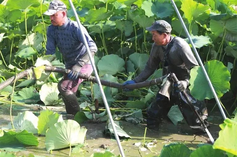 籽莲种植技术要点_莲籽种植技术_籽莲新品种