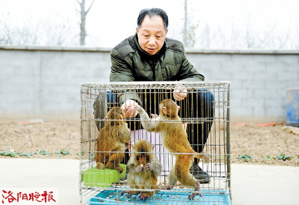 迷你猴养殖技术视频_猴子养殖视频_迷你猴可以饲养吗