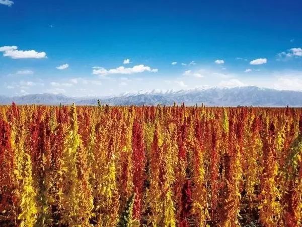 种植高粱技术视频_高粱高产种植技术视频_高梁种植技术视频