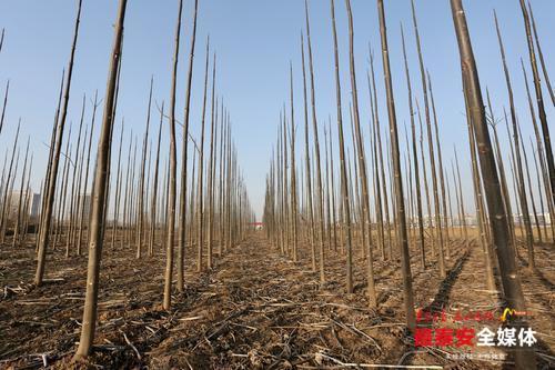 种植泡桐树的前景怎么样_泡桐栽植标准_湖南泡桐种植致富