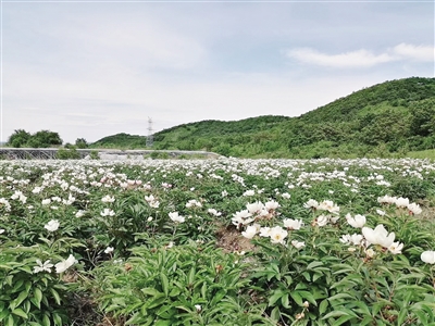 扎兰屯市蘑菇气镇中草药成为发家致富“黄金草”