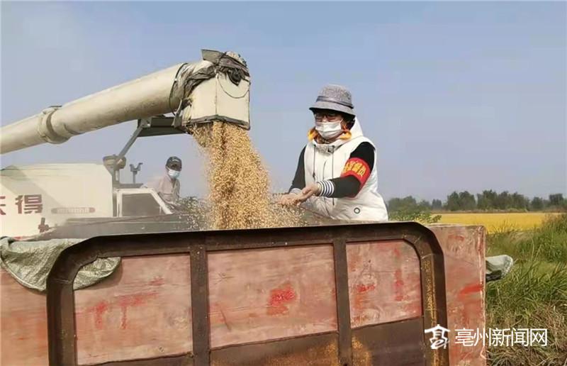 种植生态稻 拓宽致富路