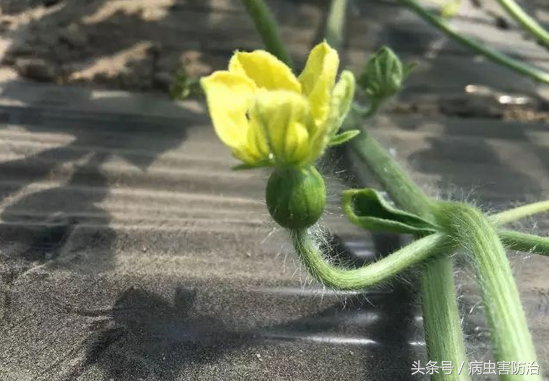 农广天地种植西瓜技术视频_农博士在行动西瓜高产施肥技术_农广天地旱地西瓜种植技术