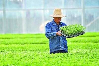 农广天地旱地西瓜种植技术_农广天地种植西瓜技术视频_农博士在行动西瓜高产施肥技术