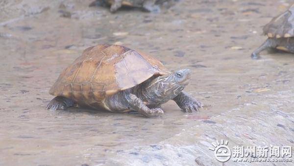 就业创业在荆州｜方文英：养殖中华草龟 走上致富路