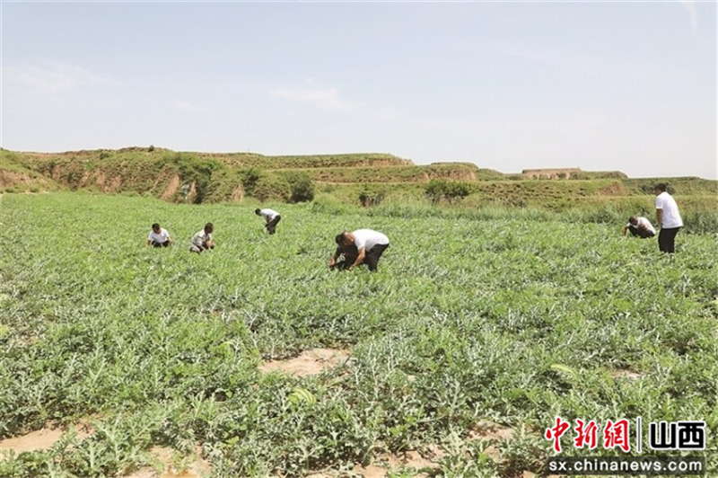 农广天地西瓜露地栽培技术_农广天地旱地西瓜种植技术_农博士在行动西瓜高产施肥技术