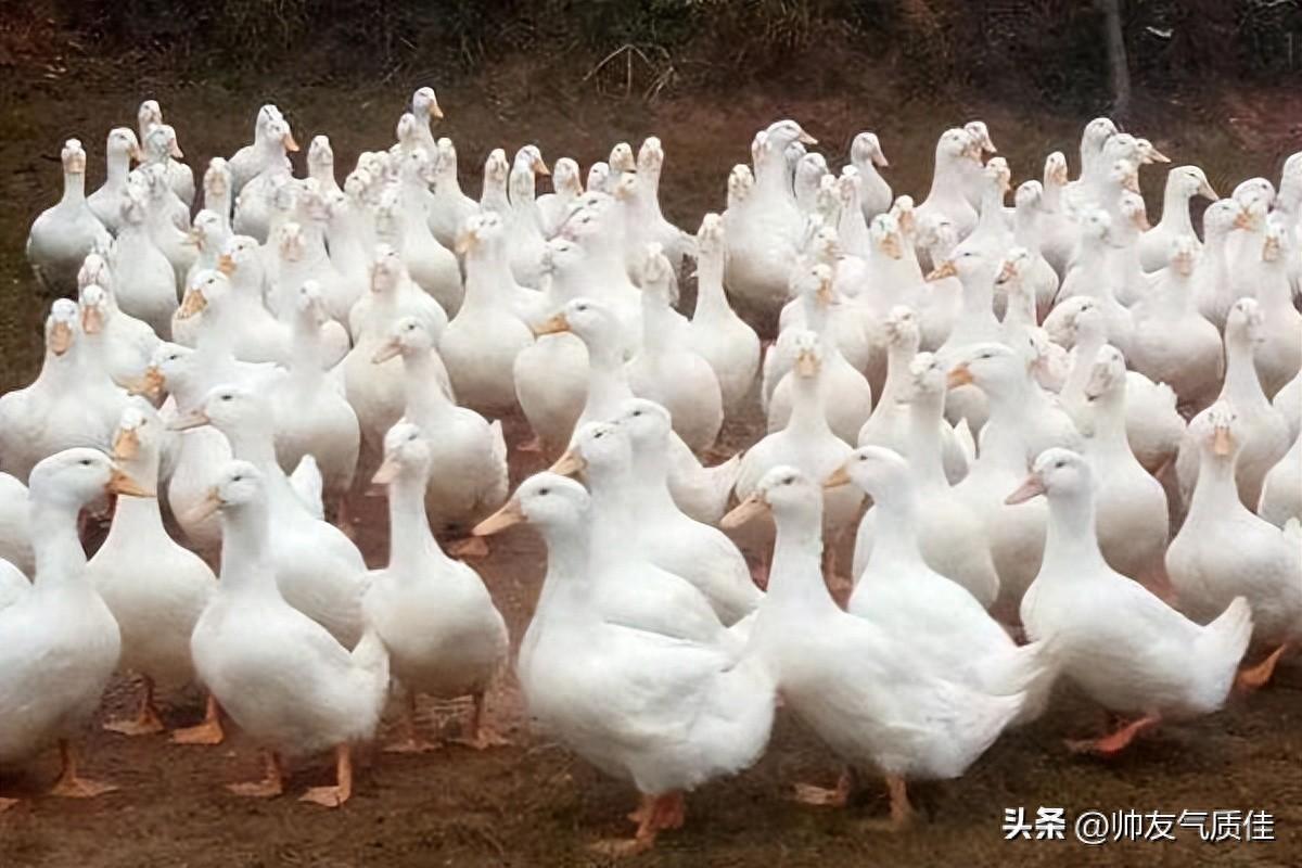 肉鸭网上养殖技术视频_肉鸭养殖视频肉鸭养殖技术_肉鸭养殖技术网