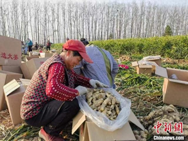 致富经魔芋种植刘磊_致富经魔芋种植技术视频_魔芋致富经