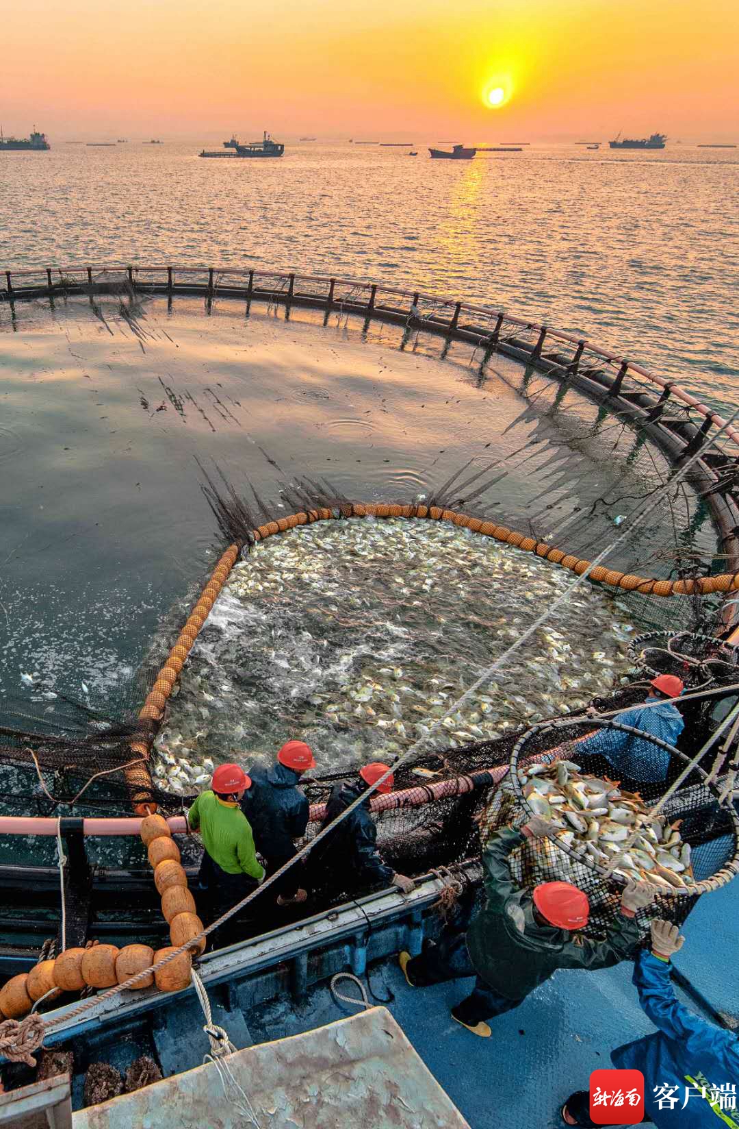 海南养蛇人_海南儋州养殖业_致富经海南儋州养蛇