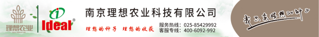 年产值25亿元，豇豆种出了大“名堂”！推荐5个潜力品种