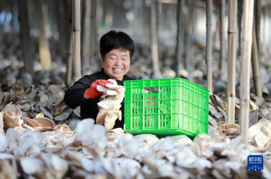 河北邯郸：食用菌产业助力乡村振兴【2】