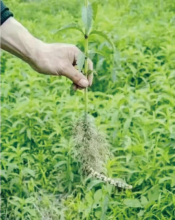 炎陵农民人工种植地参获成功