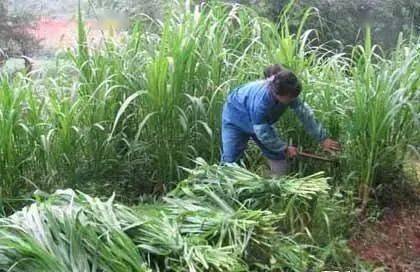 农村种植致富好项目视频_农村种植花能致富吗视频_农村种植花卉赚钱吗