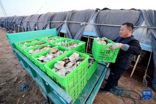 河北邯郸：食用菌产业助力乡村振兴【3】