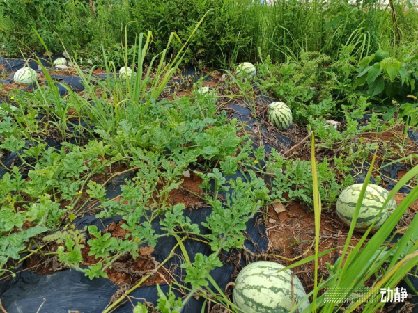 碧江：西瓜种植有“甜头” 致富增收有“奔头”