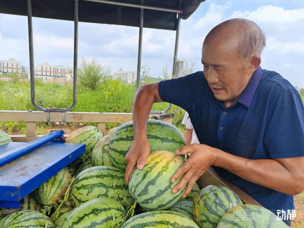 西瓜种植致富热_西瓜种植铺就致富路_西瓜种植效益