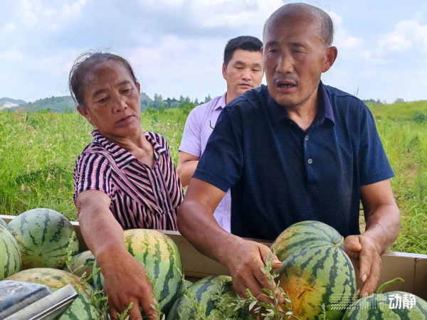 西瓜种植铺就致富路_西瓜种植致富热_西瓜种植效益