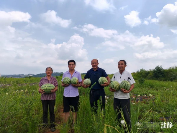 西瓜种植铺就致富路_西瓜种植致富热_西瓜种植效益