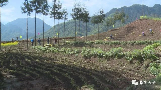 玫瑰种植收益_玫瑰种植前景亩收入_种植玫瑰增收致富