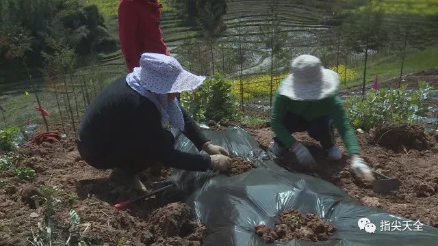玫瑰种植前景亩收入_种植玫瑰增收致富_玫瑰种植收益