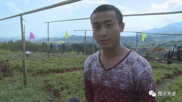 玫瑰种植收益_玫瑰种植前景亩收入_种植玫瑰增收致富