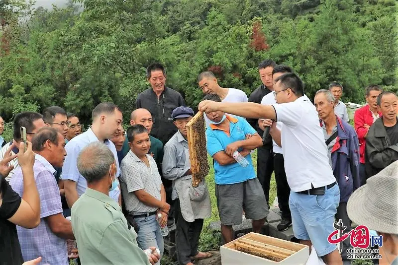 “小蜜蜂”也能成为“大产业”——屏山县蜜蜂规范化养殖现场会在新安镇召开