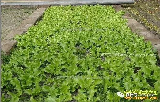 刘丽丽大棚种野菜年入十几万的秘诀