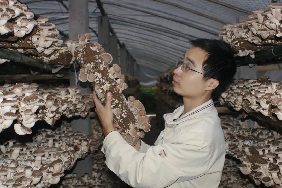 齐齐哈尔农村致富种植_农村种植致富案例_农村种植致富伞