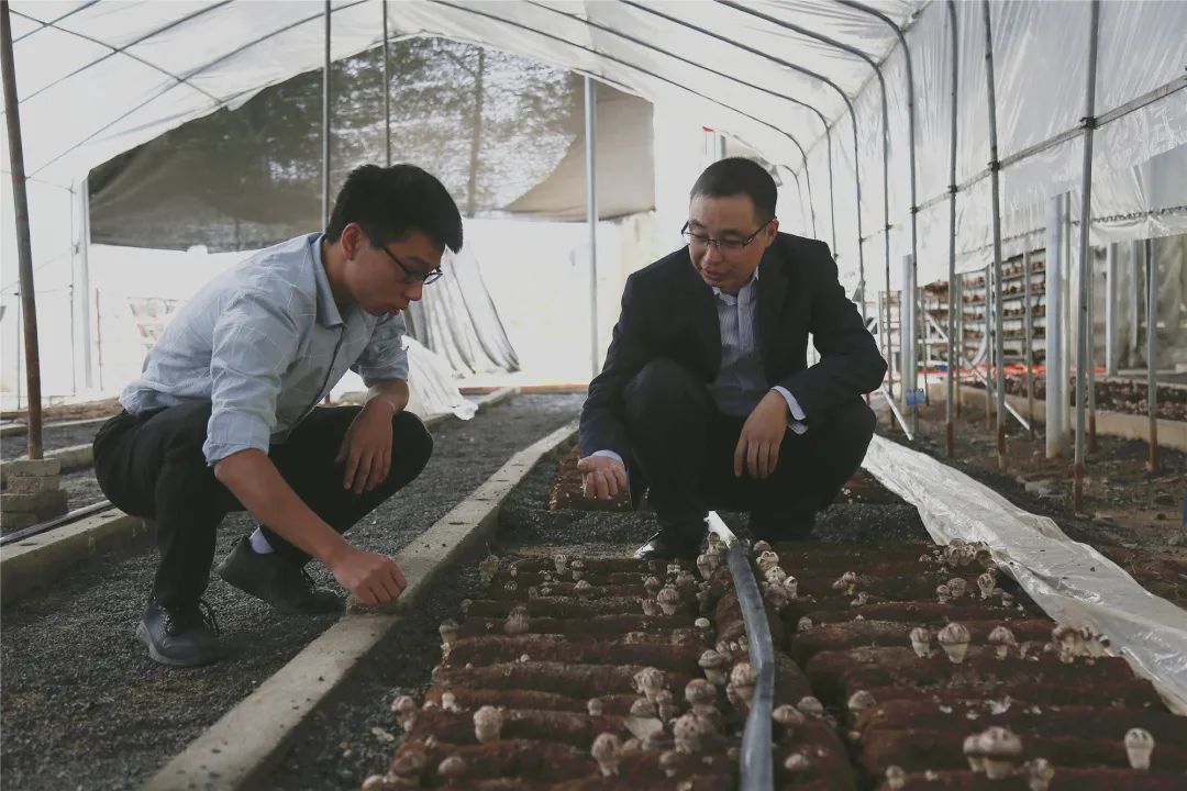 农村种植致富伞_农村种植致富案例_齐齐哈尔农村致富种植