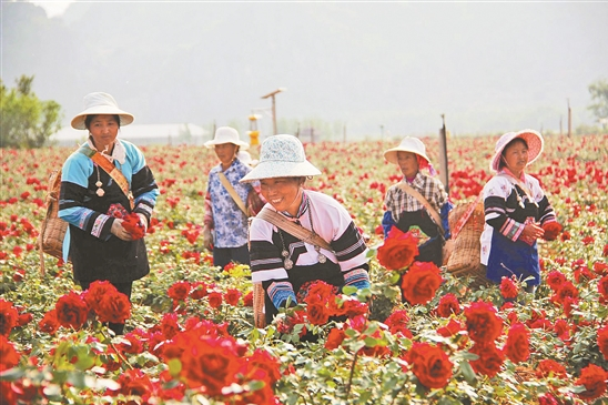 养殖草场_农村草地养殖致富_草坪养殖基地