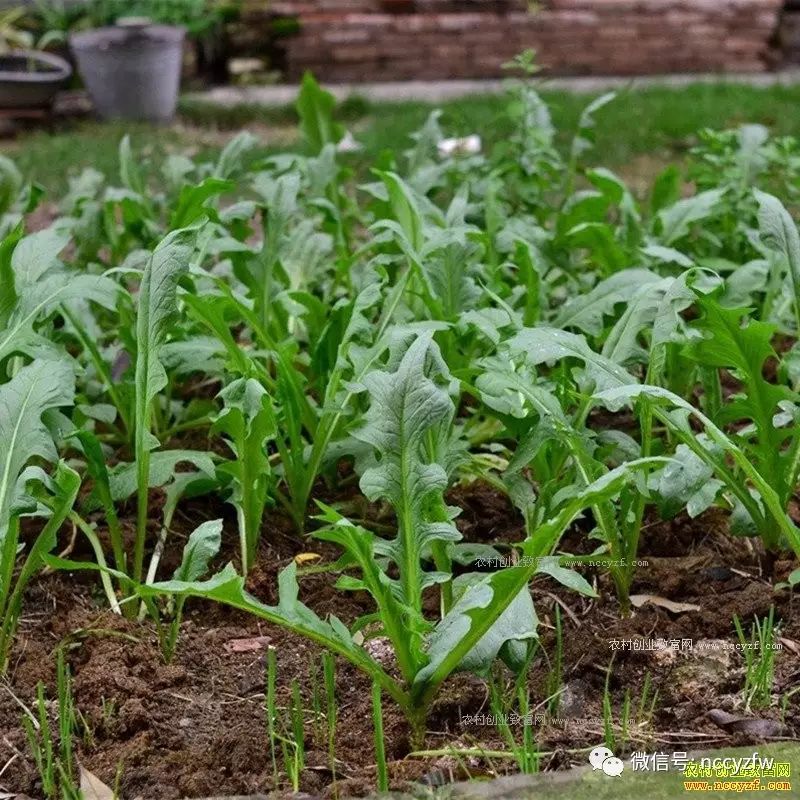 彭开友花盆种野菜年赚50万