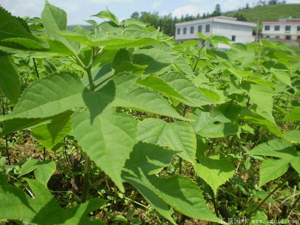 构树苗图片构树小苗基地实拍