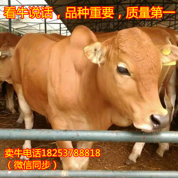 农广天地肉牛养殖视频每周回顾