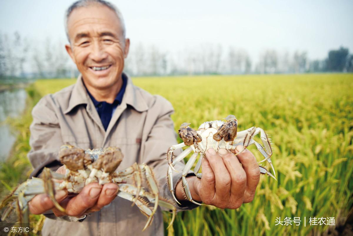 甲鱼混养养殖技术大全_混养甲鱼什么鱼最佳搭配_养殖大全甲鱼混养技术图片