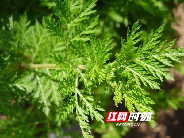 永州冷水滩：青蒿草开出“致富花”