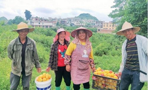 致富种植黄桃怎么样_致富种植黄桃图片_黄桃种植致富