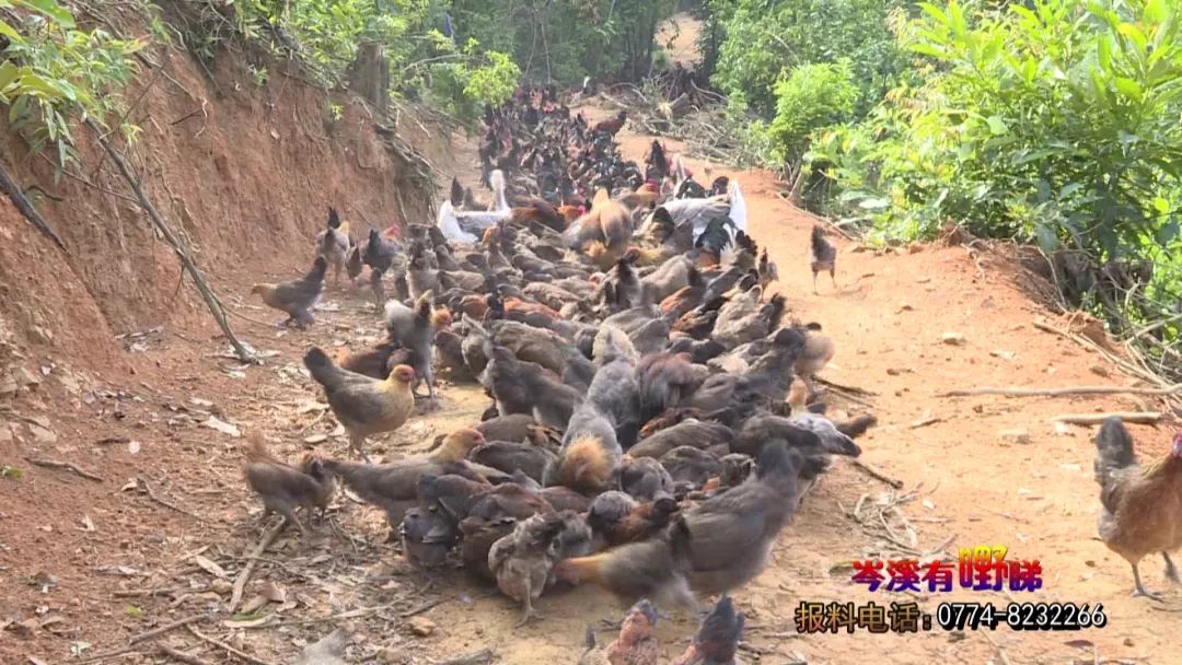 致富养殖场_致富养殖_致富养殖好项目