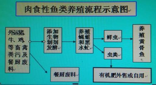 农村五亩小鱼塘这么养鱼，也能轻松实现年入过10W。值得大胆尝试