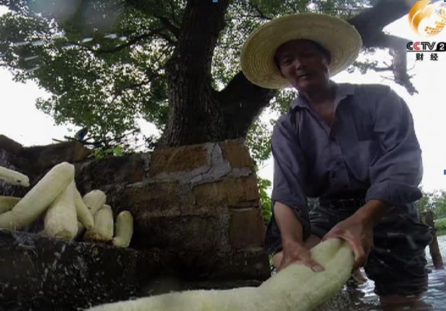 致富江西种植丝瓜视频_江西的丝瓜络种植基地_江西丝瓜种植致富