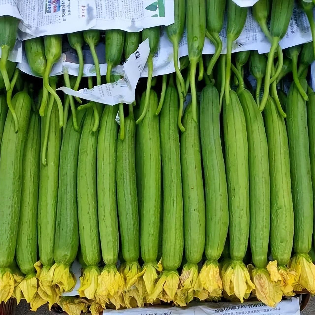 江西丝瓜种植致富_福建丝瓜种植_致富江西种植丝瓜视频