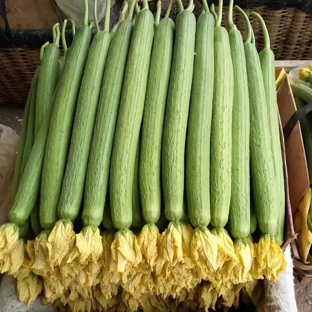 致富江西种植丝瓜视频_福建丝瓜种植_江西丝瓜种植致富