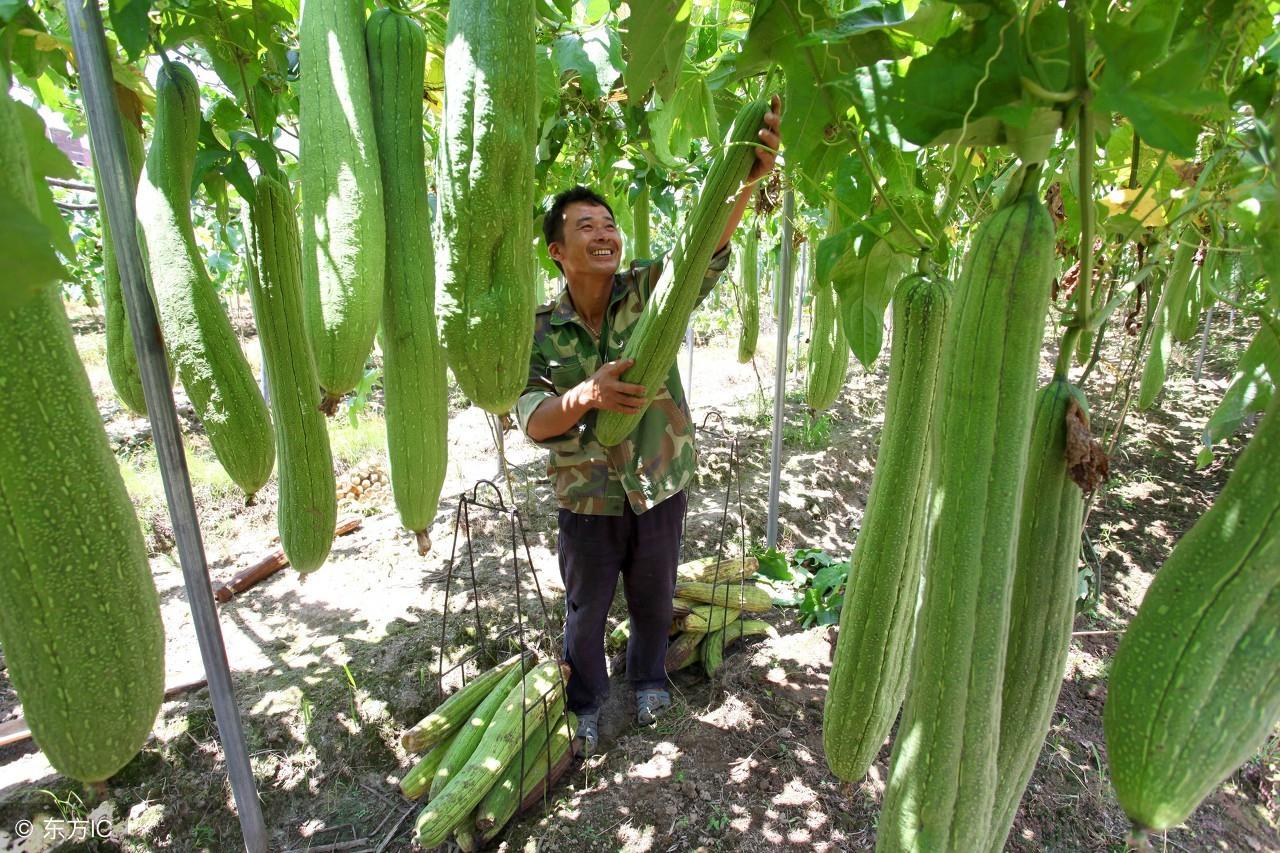 江西丝瓜种植致富_江西的丝瓜络种植基地_福建丝瓜种植