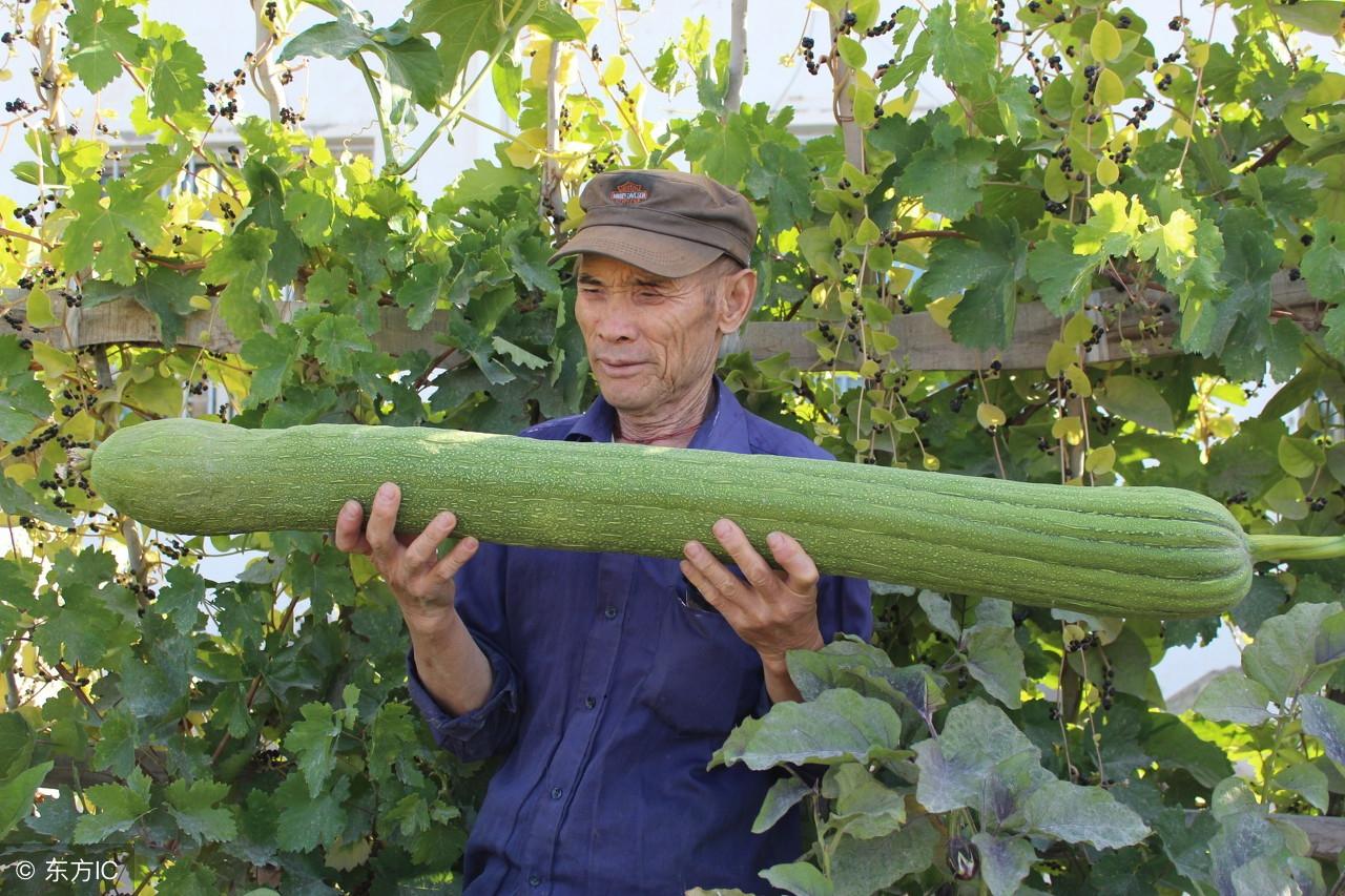 江西丝瓜种植致富_江西的丝瓜络种植基地_福建丝瓜种植