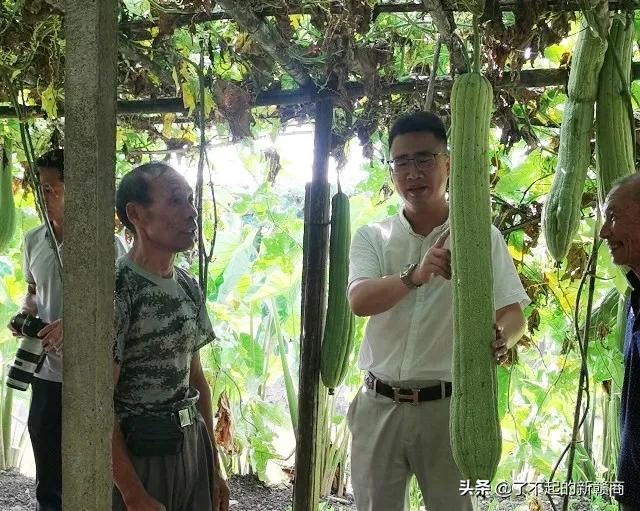 江西丝瓜种植致富_江西的丝瓜络种植基地_福建丝瓜种植