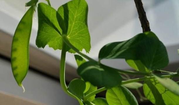 阳台种植技术豆角视频_阳台种植技术豆角图片_豆角的阳台种植技术