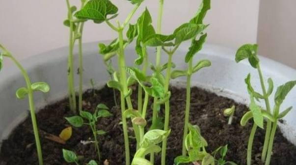 豆角的阳台种植技术_阳台种植技术豆角视频_阳台种植技术豆角图片