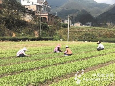 锦红冰糖橙苗木价格：白菜三大病害的防治