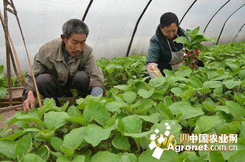 锦红冰糖橙苗木价格